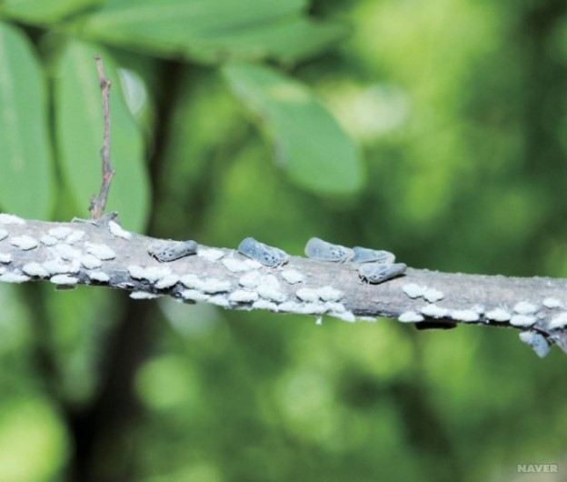 미국선녀벌레                                             사진출처=나무 병해충 도감