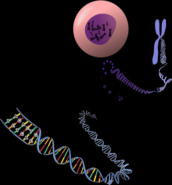 DNA 모식도. 사진=픽사베이.