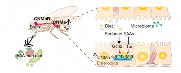 초파리의 필수아미노산 항상성 유지 기전 모식도 :  음식 또는 장내미생물 유래의 필수아미노산이 결핍되면, 장 세포의 Gcn2-Atf4와 Tor-Mitf 신호전달에 의해 CNMa 호르몬의 발현이 유도된다. 발현된 CNMa 호르몬은 CNMa 수용체를 자극하여 필수아미노산을 섭취하는 섭식행동을 일으킨다.