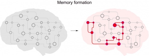 강하게 서로 연결된 뉴런 집합체 형성을 통한 기억형성. 사진=카이스트