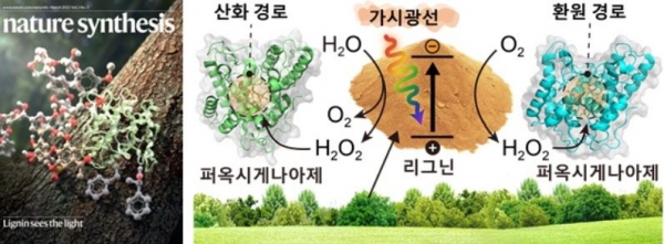 Nature Synthesis 3월호 표지논문 (왼쪽). 리그닌의 광촉매적 과산화수소 생성 및 이에 의하여 활성화된 효소 반응에 대한 모식도 (오른쪽).