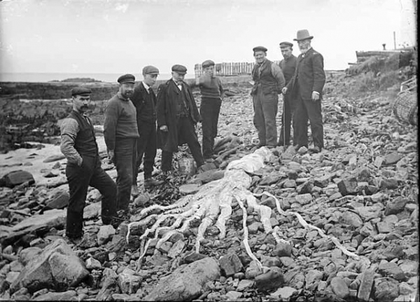 스코틀랜드 해안가에서 발견된 대왕 오징어의 사체. 사진=위키미디어