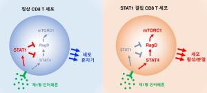 전남대 조재호 교수 공동연구팀, 인터페론 전사인자의 T세포 항상성 조절 규명
