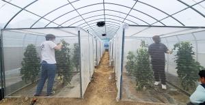 토마토 농가를 위한 담배가루이 밀도 신속 예측을 위한 모형 개발