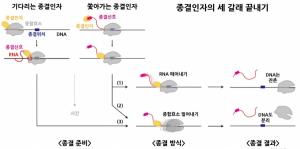 KAIST-서울대, RNA 합성의 세 갈래 끝내기 제시