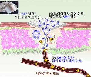 아주대 공동 연구팀,  내인성 줄기세포 활용 피부 상처 치료 방안 개발