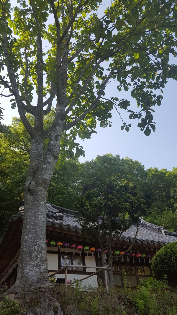 불일암 앞 후박나무(아래에 법정스님 계신 곳이 있다)