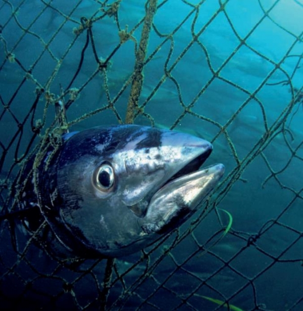 육지뿐만 아니라 바다에서도 어류의 개체수가 남획 때문에 급감하고 있다. (지구생명보고서 캡처, 세계자연기금 제공, 연합뉴스)