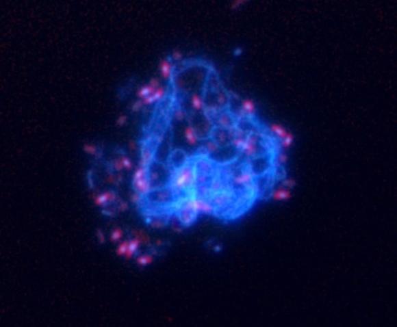 아질산염 산화 세균의 형광현미경 사진 자료. 사진=제주대