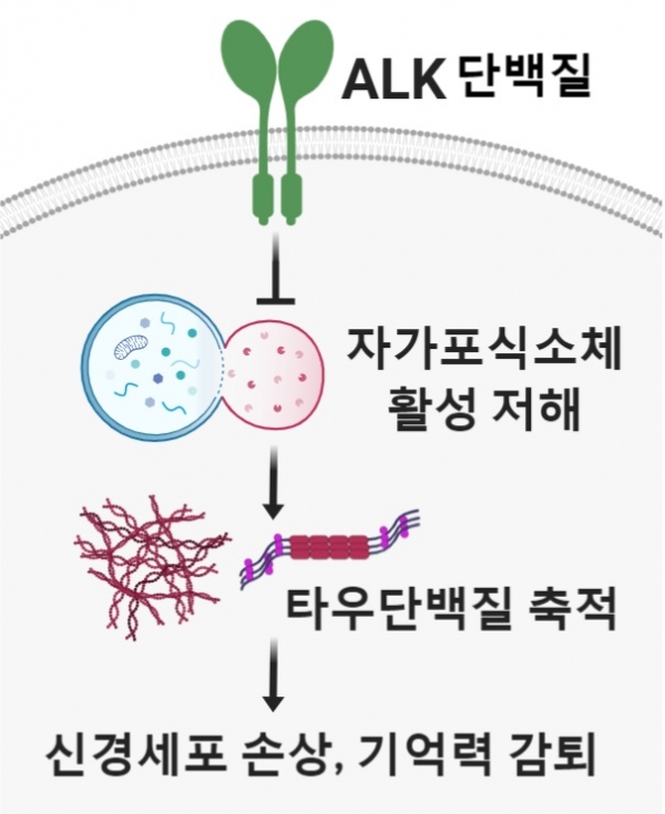 신경세포에서 발현되는 세포막 단백질 ALK가 신호전달 체계(→)를 통해서, 독성 타우를 제거하는 자가포식소체의 성숙을 저해하는 모식도