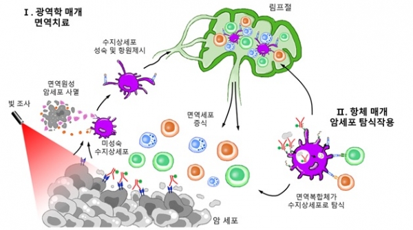 개발한 항체-광응답제 접합체를 이용한 암 표적 치료 전략의 개략도