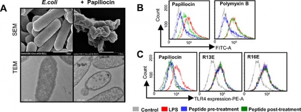 (A) 곤충의 세크로핀 계열 항균 펩타이드인 파필리오신은 기존 항생제와는 달리 그람음성균의 세포막을 파괴하는 항균기전으로 광범위한 다제내성 그람음성균에 우수한 항균효과를 가진다. (B) 파필리오신은 LPS가 세포막 수용체에 결합하는 것을 방해할 뿐 아니라 폴리믹신과는 달리 TLR4에 이미 결합된 LPS의 제거효과도 우수하며 TLR4의 과도한 면역반응을 제어한다. (C) TLR4와 펩타이드의 결합에 중요한 역할을 하는 Arg13과 Arg16잔기를 Glu이나 Ala으로 치환하면 TLR4 면역반응을 조절하는 활성을 잃는다.