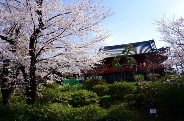 목원대 학생들이 보내온 일본 도쿄도(東京都)의 벚꽃 명소인 우에노(上野)공원의 벚꽃 풍경.