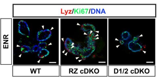 담 단백질의 역할을 규명하기 위한 오가노이드학 실험 결과, Rnf43 단백질이 없을 때, 파네스 세포가 증가한 반면, 담(Daam1, Daam2) 단백질이 없을 때 파네스 세포가 감소했다.