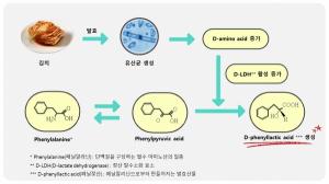 김치에서 항균성 '페닐젖산' 생성기전 규명