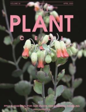 명지대 김상현 교수 연구팀, ‘Plant Cell’에 식물면역분야(‘NMD’) 관련 논문 게재