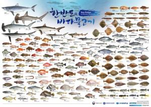 ‘잘 팔리는’ 우리바다 물고기 163종, 한눈에 본다