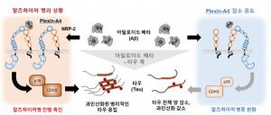 서울대, 알츠하이머성 치매 원인 단백질들의 연결고리 밝혀