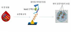 POSTECH 박준원 교수 “유전자 증폭 없이 변이유전자 검출 가능”