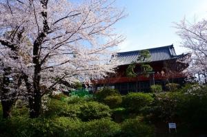 “벚꽃 활짝” 목원대 교환학생들이 일본서 전해온 봄소식