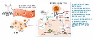 암 환자 몸속 항바이러스 면역 세포 활용한 항암 백신 기술 개발