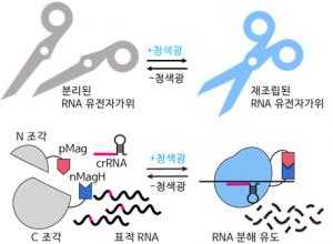 카이스트, RNA 유전자가위 정밀제어기술로 유전자 치료 성큼
