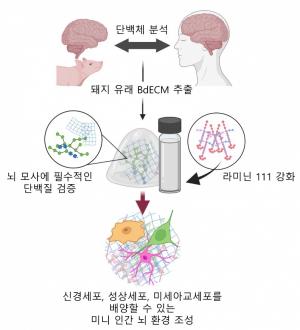 난치성 뇌 질환 연구, 사람 뇌와 비슷한 돼지 뇌로 해결하다